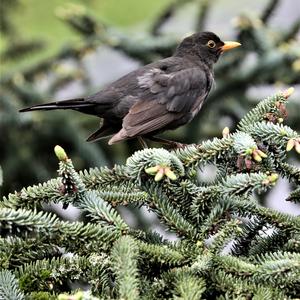 Eurasian Blackbird