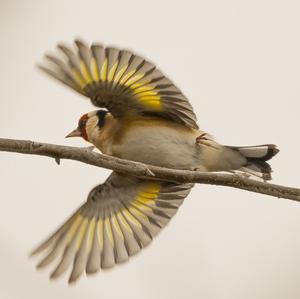 European Goldfinch