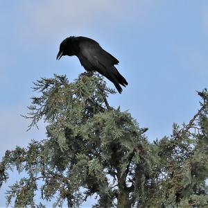 Carrion Crow