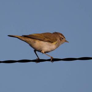 Common Chiffchaff