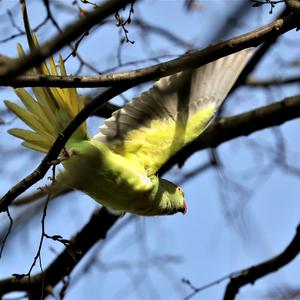 Rose-ringed Parakeet