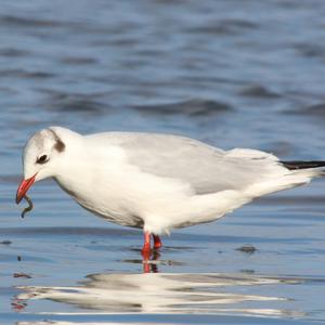 Black-headed Gull