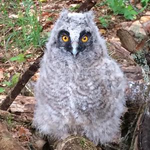 Long-eared Owl