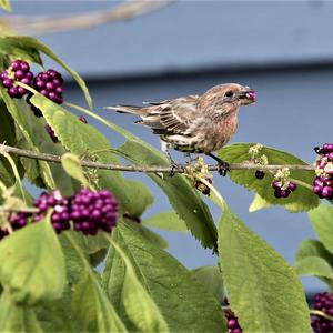 House Finch