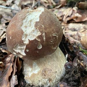 Summer Bolete