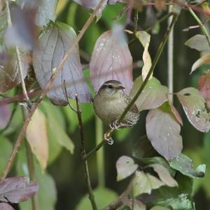 Winter Wren