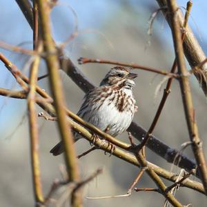 Song Sparrow