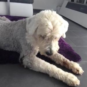 Old English Sheepdog