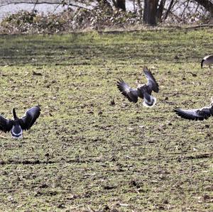 Greylag Goose