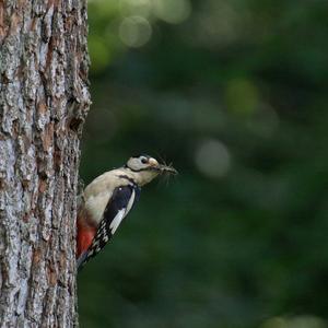 Great Spotted Woodpecker