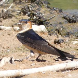 Red-rumped Swallow