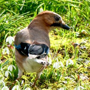 Eurasian Jay