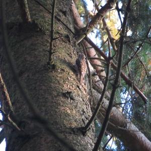 Eurasian Treecreeper