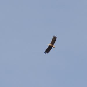 White-tailed Eagle