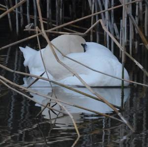 Mute Swan