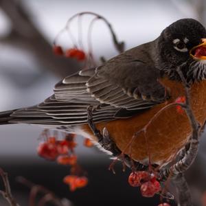 American Robin