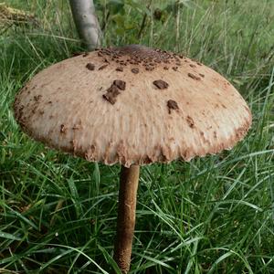 Parasol Mushroom