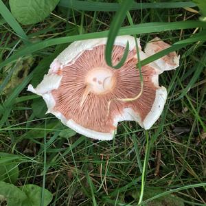 Giant Puffball