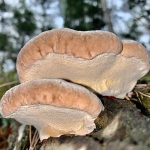 Red-belted Polypore