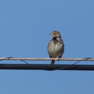 Meadow Pipit