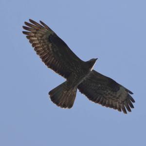 European Honey-buzzard