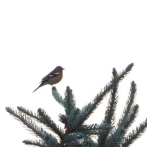 Eurasian Chaffinch