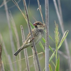 Spanish Sparrow