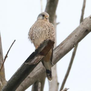 Common Kestrel