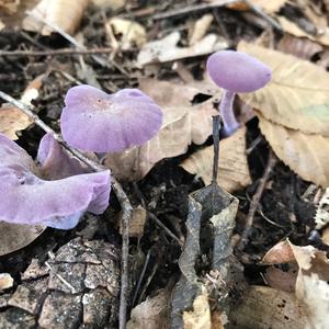 Amethyst Deceiver