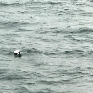 Common Eider