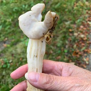 Fluted White Helvella