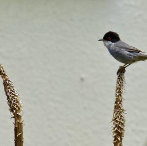 Sardinian Warbler