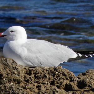 Audouin's Gull