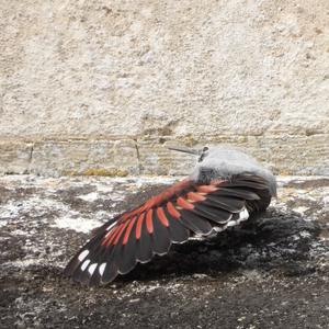 Wallcreeper