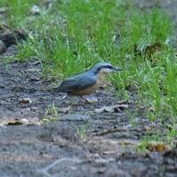 Wood Nuthatch