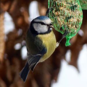 Blue Tit