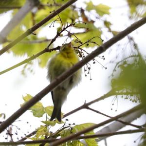 European Serin