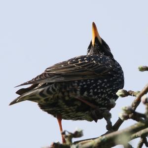 Common Starling