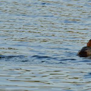 Common Pochard