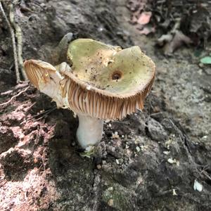 Death Cap