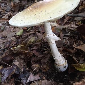 Citron Amanita