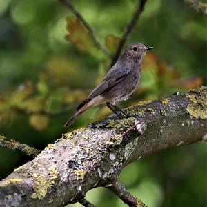 Black Redstart