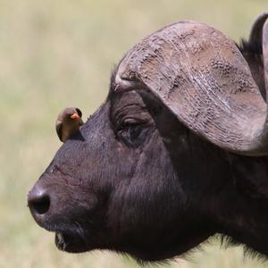 Yellow-billed Oxpecker