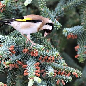 European Goldfinch