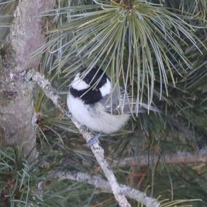 Coal Tit