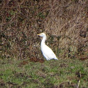 Cattle Egret