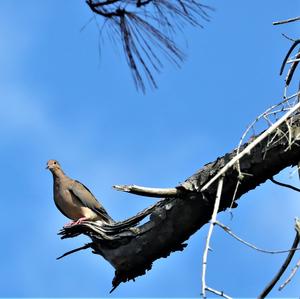 Mourning Dove