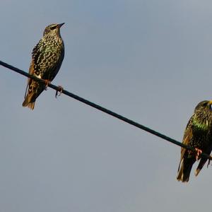 Common Starling