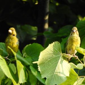 European Greenfinch