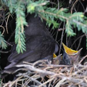 Eurasian Blackbird